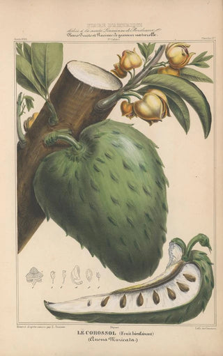 Etienne Denisse - Flore dAmerique Pl17.webp