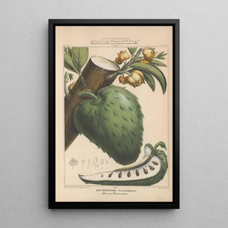 Etienne Denisse - Flore dAmerique Pl17.webp