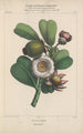Flore d'America Pl22 - Étienne Denisse — vista dell’opera