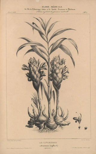 Etienne Denisse - Flore dAmerique Pl26.webp