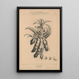 Etienne Denisse - Flore dAmerique Pl27.webp