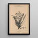 Flore d'America Pl31 - Étienne Denisse — quadro incorniciato alla parete