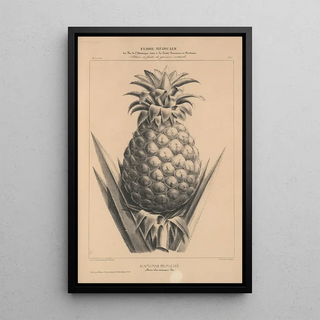 Etienne Denisse - Flore dAmerique Pl32.webp