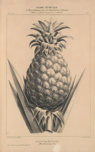 Etienne Denisse - Flore dAmerique Pl32.webp