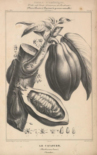 Etienne Denisse - Flore dAmerique Pl37.webp