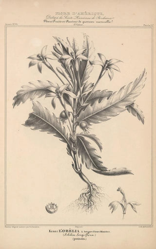 Etienne Denisse - Flore dAmerique Pl38.webp