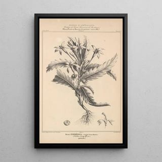 Etienne Denisse - Flore dAmerique Pl38.webp