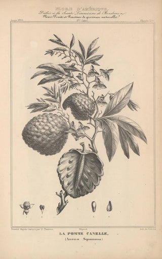 Etienne Denisse - Flore dAmerique Pl39.webp