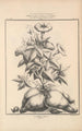 Flore d'America Pl44 - Étienne Denisse — vista dell’opera