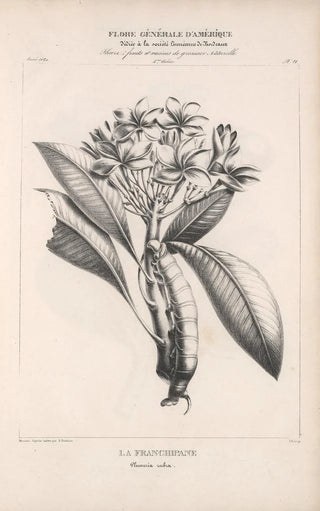 Etienne Denisse - Flore dAmerique Pl45.webp