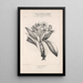Flore d'America Pl45 - Étienne Denisse — quadro incorniciato alla parete