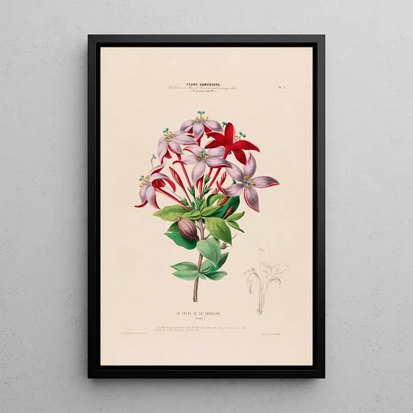 Etienne Denisse - Flore dAmerique dessinee dapres nature sur les lieux Pl002.webp