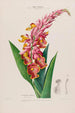 Flore d'America disegnata dal vero sul posto Pl009 - Étienne Denisse — vista dell’opera
