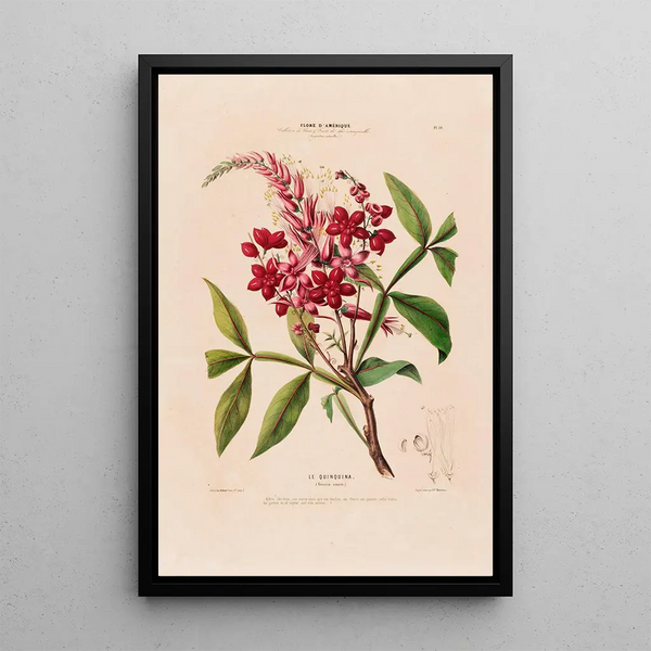 Etienne Denisse - Flore dAmerique dessinee dapres nature sur les lieux Pl010.webp