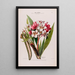 Flore d'America disegnato dal vero sul posto Pl012 - Étienne Denisse — quadro incorniciato alla parete