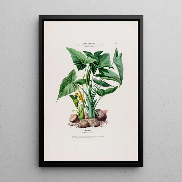 Etienne Denisse - Flore dAmerique dessinee dapres nature sur les lieux Pl023.webp