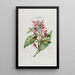 Flore d'America disegnato dal vero sul posto Pl034 - Étienne Denisse — quadro incorniciato alla parete