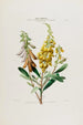 Flore d'America disegnata dal vero sul posto Pl035 - Étienne Denisse — vista dell’opera