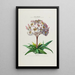 Flore d'America disegnato dal vero sul posto Pl041 - Étienne Denisse — quadro incorniciato alla parete