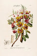 Flore d'America disegnata dal vero sul posto Pl062 - Étienne Denisse — vista dell’opera