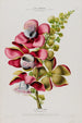 Flore d'America disegnata dal vero sul posto Pl079 - Étienne Denisse — vista dell’opera