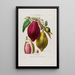 Flore d'America disegnato dal vero sul posto Pl082 - Étienne Denisse — quadro incorniciato alla parete