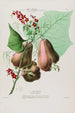 Flore d'America disegnato dal vero sul posto Pl086 - Étienne Denisse — vista dell’opera
