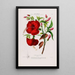 Flore d'America disegnato dal vero sul posto Pl095 - Étienne Denisse — quadro incorniciato alla parete