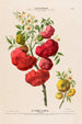 Flore d'America disegnata dal vero sul posto Pl103 - Étienne Denisse — vista dell’opera