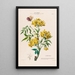 Flore d'America disegnato dal vero sul posto Pl107 - Étienne Denisse — quadro incorniciato alla parete