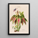 Flore d'America disegnato dal vero sul posto Pl108 - Étienne Denisse — quadro incorniciato alla parete