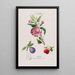 Flore d'America disegnata dal vero sul posto Pl110 - Étienne Denisse — quadro incorniciato alla parete