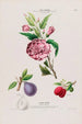 Flore d'America disegnata dal vero sul posto Pl110 - Étienne Denisse — vista dell’opera