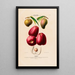 Flore d'America disegnato dal vero sul posto Pl113 - Étienne Denisse — quadro incorniciato alla parete