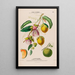 Flore d'America disegnato dal vero sul posto Pl120 - Étienne Denisse — quadro incorniciato alla parete