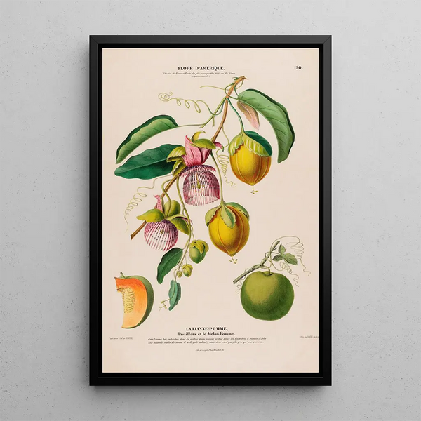 Etienne Denisse - Flore dAmerique dessinee dapres nature sur les lieux Pl120.webp