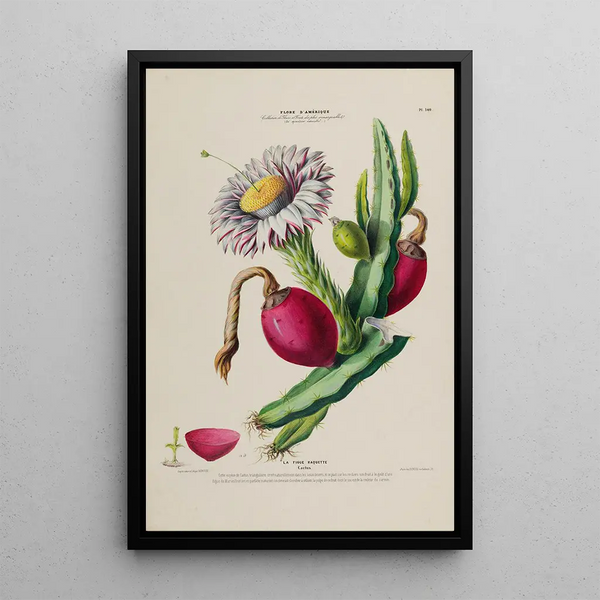 Etienne Denisse - Flore dAmerique dessinee dapres nature sur les lieux Pl140.webp