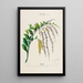 Flore d'America disegnato dal vero sul posto Pl151 - Étienne Denisse — quadro incorniciato alla parete