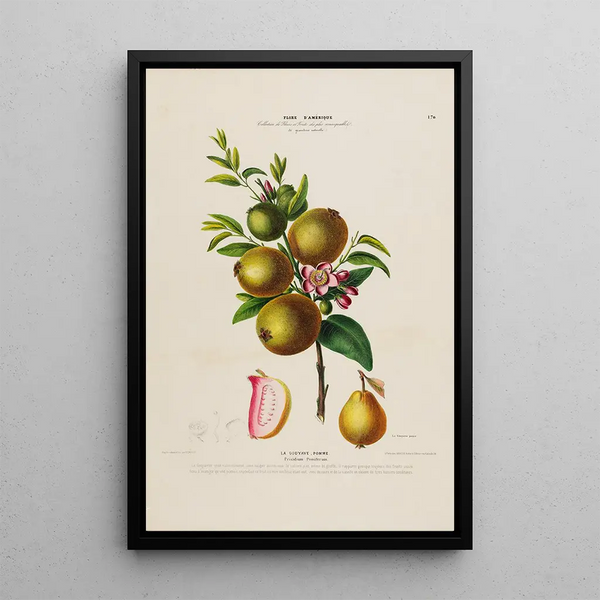 Etienne Denisse - Flore dAmerique dessinee dapres nature sur les lieux Pl170.webp