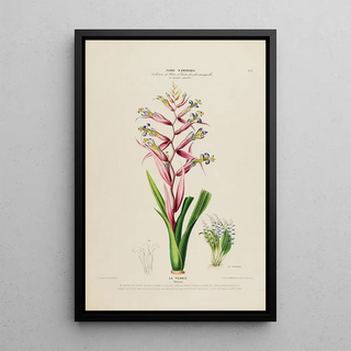 Etienne Denisse - Flore dAmerique dessinee dapres nature sur les lieux Pl175.webp