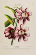 Flore d'America disegnata dal vero sul posto Pl181 - Étienne Denisse — vista dell’opera