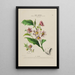 Flore d'America disegnato dal vero sul posto Pl183 - Étienne Denisse — quadro incorniciato alla parete