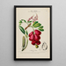 Flore d'America disegnato dal vero sul posto Pl184 - Étienne Denisse — quadro incorniciato alla parete
