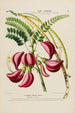 Flore d'America disegnata dal vero sul posto Pl186 - Étienne Denisse — vista dell’opera