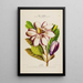 Flore d'America disegnato dal vero sul posto Pl188 - Étienne Denisse — quadro incorniciato alla parete