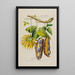 Flore d'America disegnato dal vero sul posto Pl190 - Étienne Denisse — quadro incorniciato alla parete