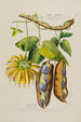 Flore d'America disegnato dal vero sul posto Pl190 - Étienne Denisse — vista dell’opera