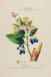 Flore d'America disegnata dal vero sul posto Pl191 - Étienne Denisse — vista dell’opera