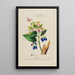 Flore d'America disegnata dal vero sul posto Pl191 - Étienne Denisse — quadro incorniciato alla parete