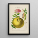 Flore d'America disegnato dal vero sul posto Pl192 - Étienne Denisse — quadro incorniciato alla parete